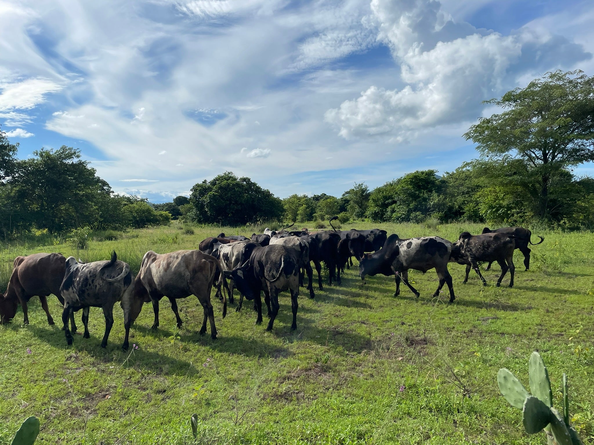 Video laden: Rinder des Single Farm Anbaus in Tansania